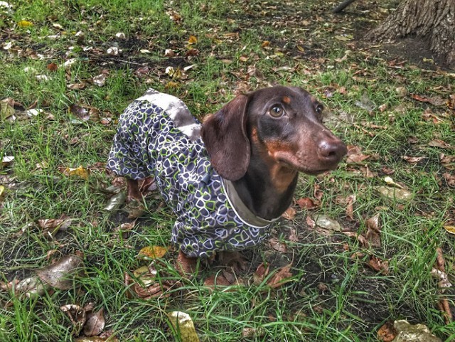 Мой собакен
