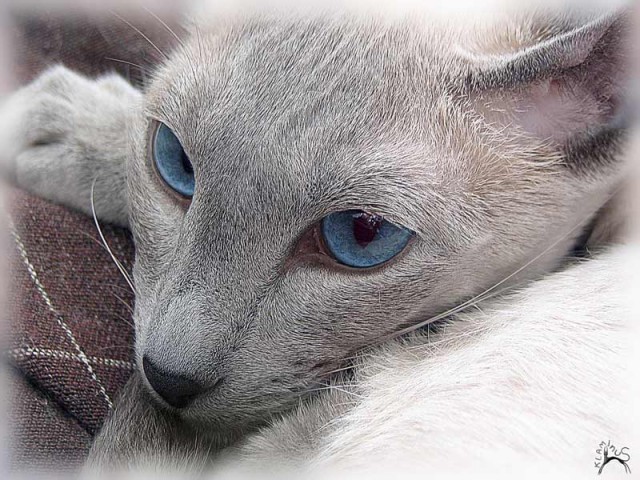 Коты, кошки, котята