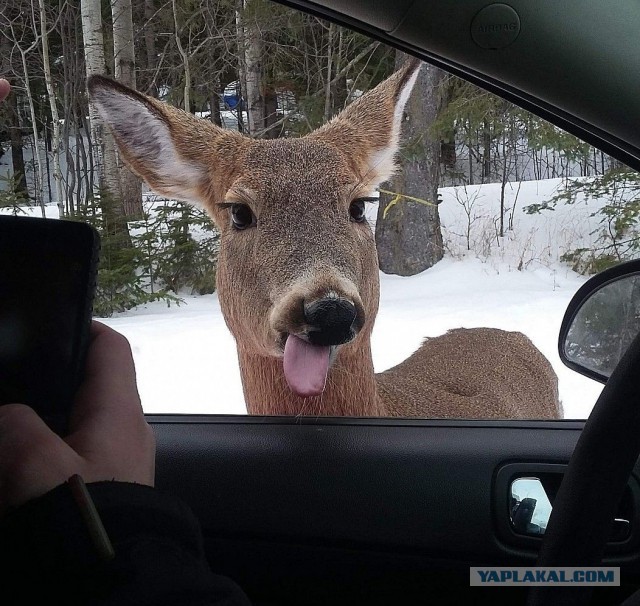 Подборка картинок
