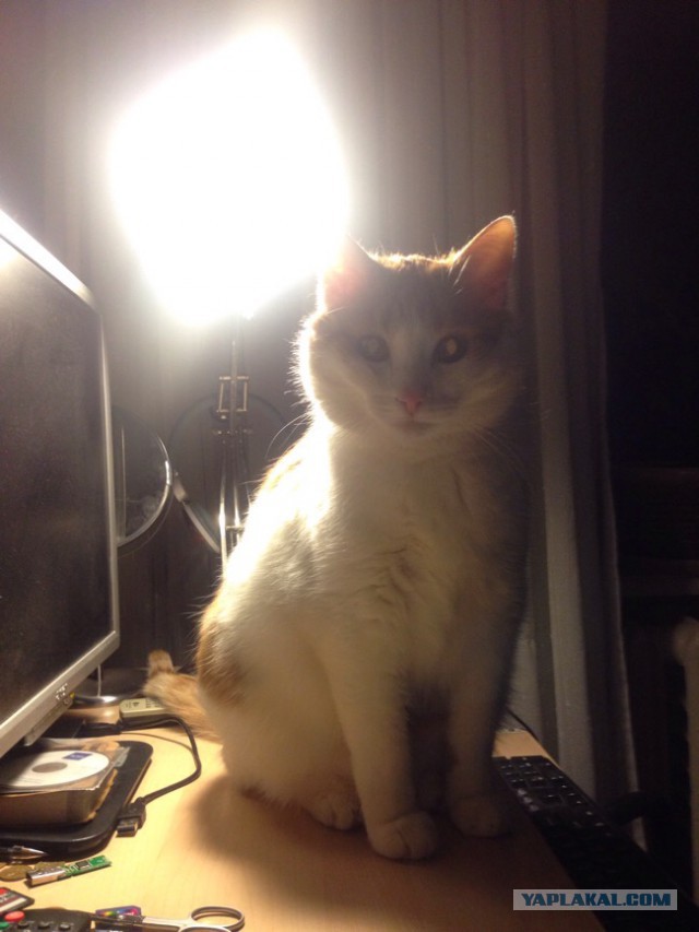 Котовторник 29.03.2016
