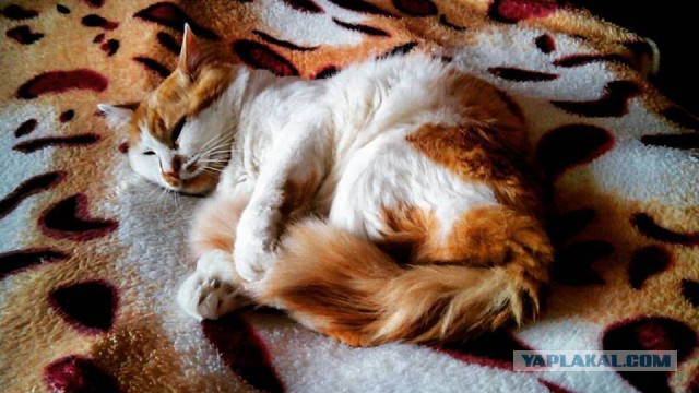 Котовторник 21.06.16