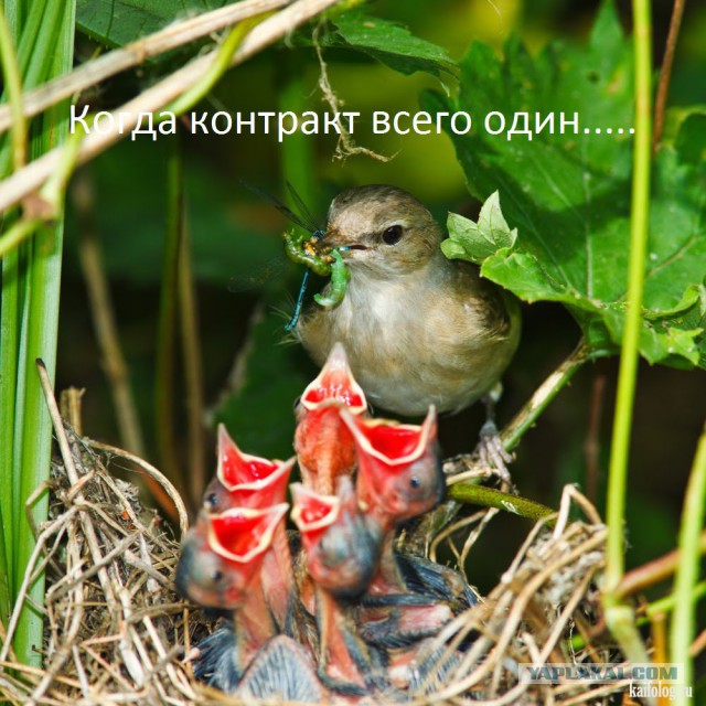 Формула 1. Межсезонье.