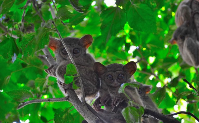 Долгопяты (лат. Tarsius)