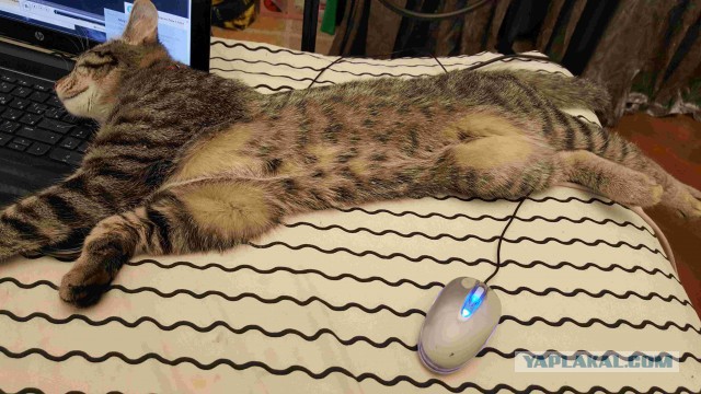 Котовторник 18.04.2017