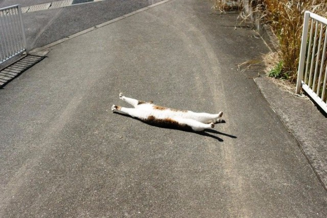 Коты и Кошки