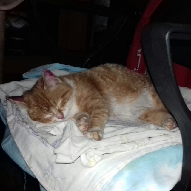 Коты и Кошки