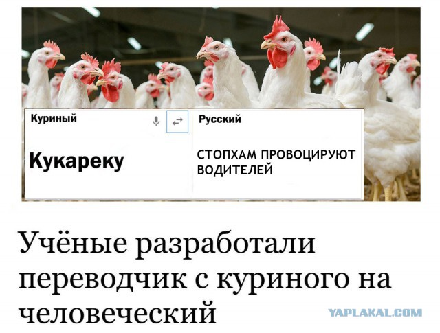СтопХам - "Зай, набери Тёмычу!"