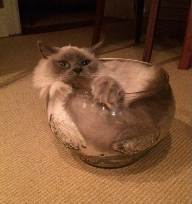 Прикольных котов пост