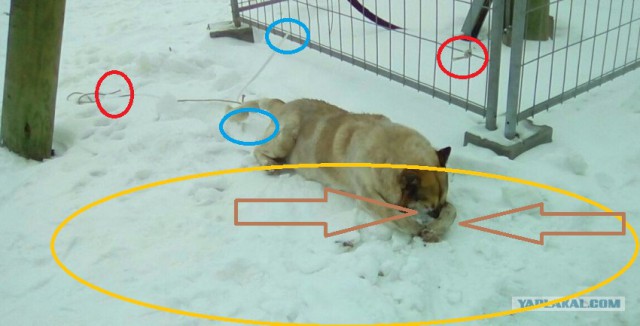 Привязана за хвост, кругом петарды: в огромном ЖК в Екатеринбурге насмерть замерзла собака