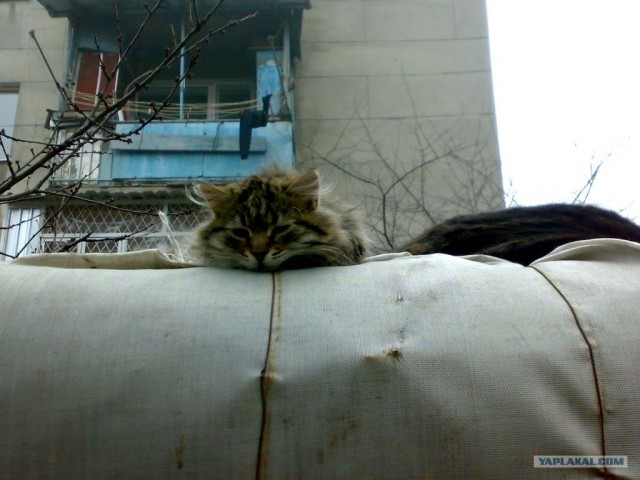 Котовторник на ЯПе (21.04.2009)