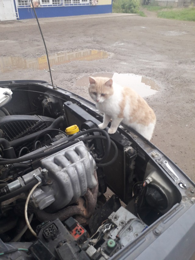 Немного милоты