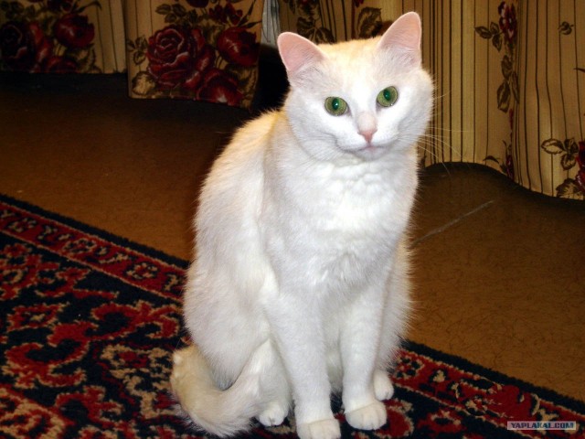 Котовторник?