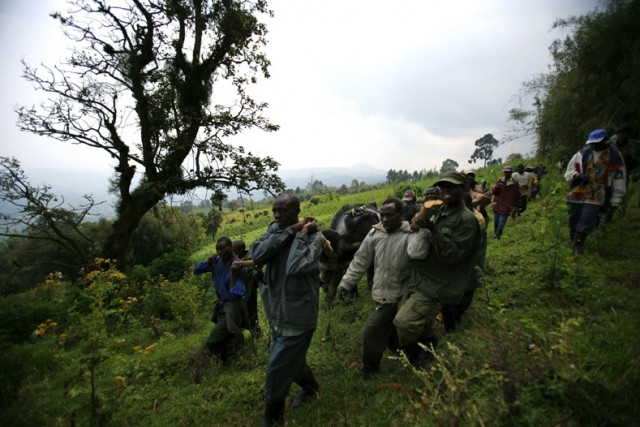 Убийство в Национальном парке Virunga (+18)