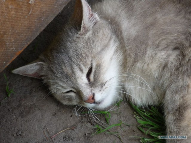 Котовторник, для любителей кошек