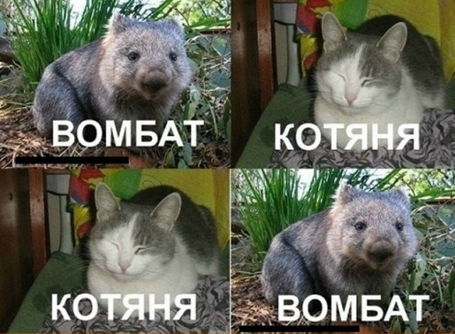 В Перми умер NONONONO Cat — кот-мем по кличке Маркиз