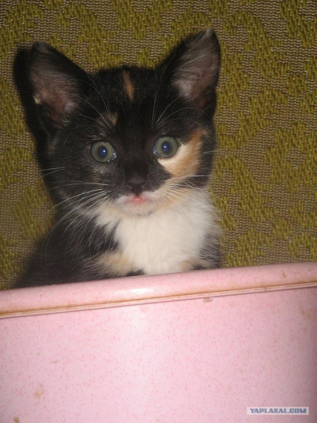 Котовторник с Максом