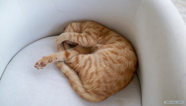 Котовторник так котовторник!