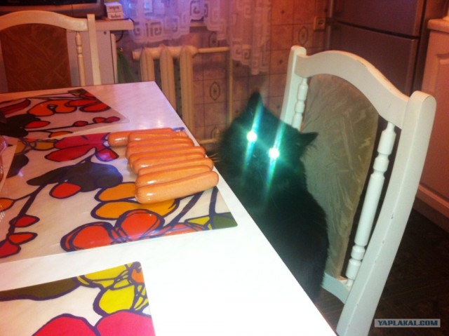 Котовторник 22.11.11