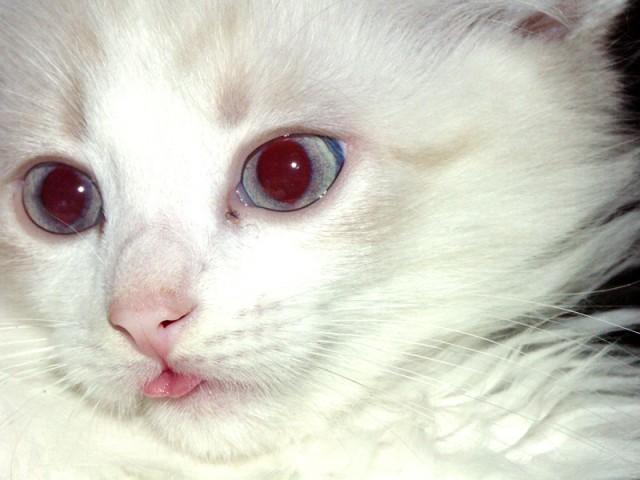 Котовторник (10.01.2012)