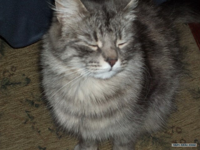 КОТОВТОРНИК (6.03.2012)
