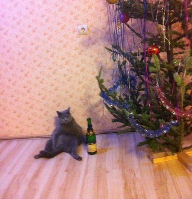 Прикольных котов пост