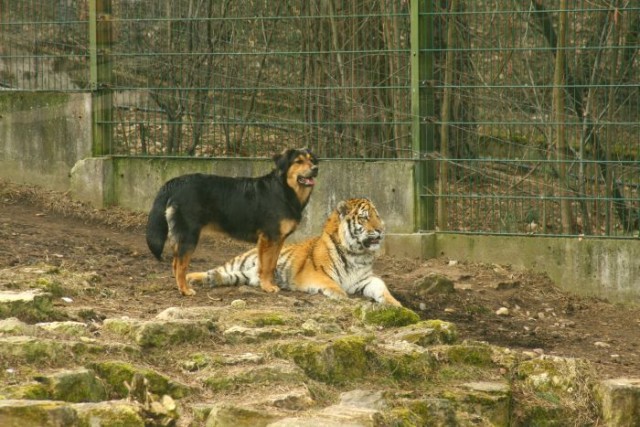 Тигр и его лучший друг