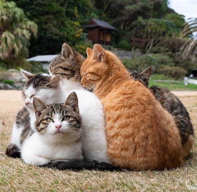 Забавные фото котеек