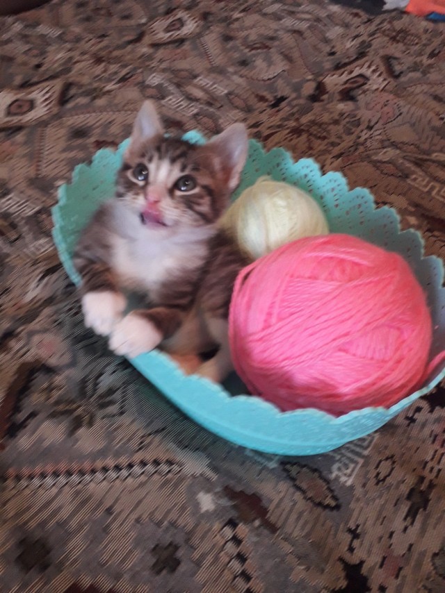Забавные картинки с котами из сети