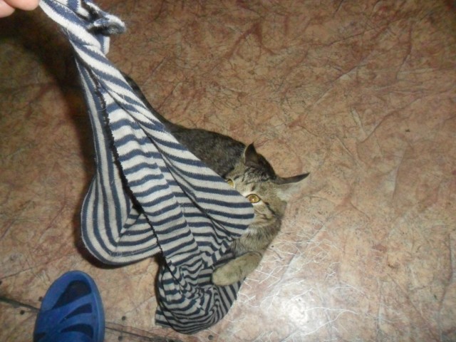 Забавные картинки с котами из сети