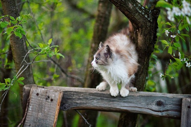 Задорные заборные котэ