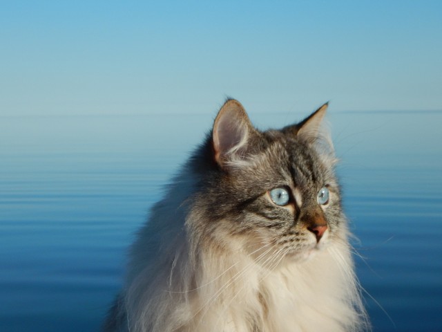 Котовторник