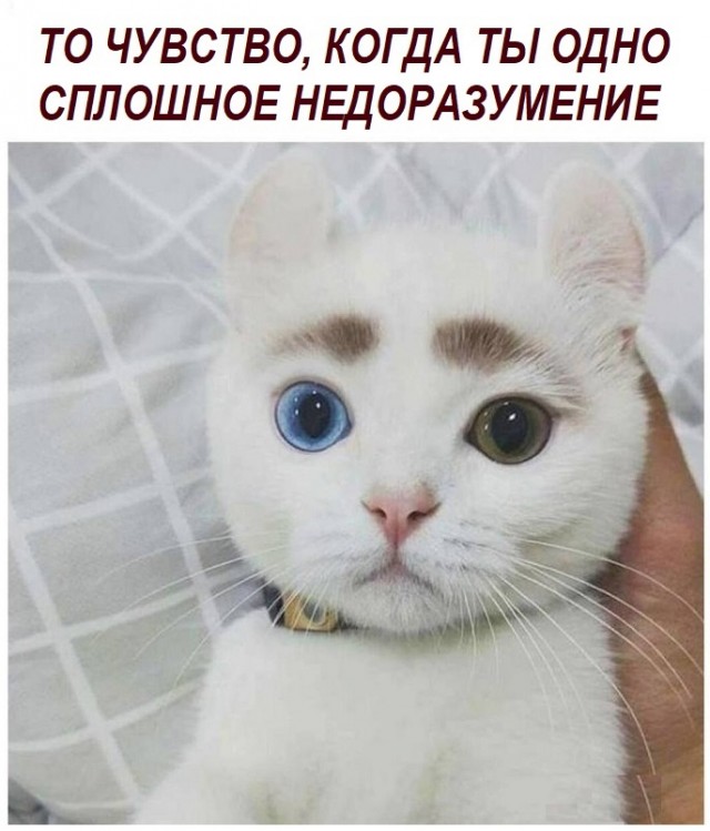 Картинки с котами и про котов