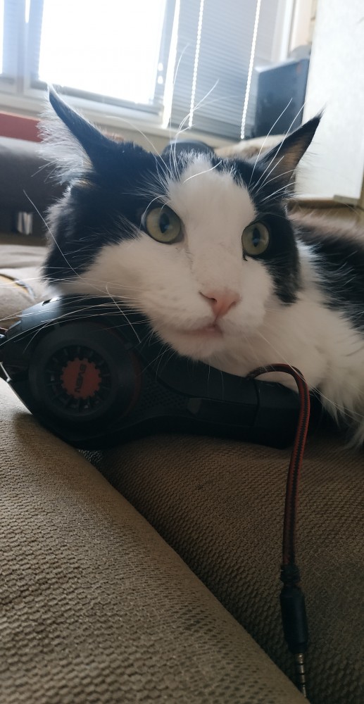 Котовторник!