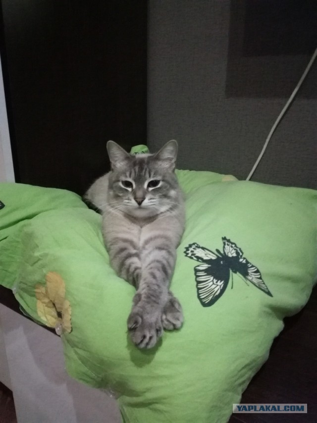 Вторник. Кото-вторник...