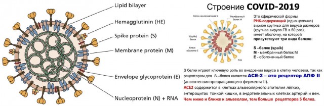 Пандемия. Коронавирус. Россия и мир. Последняя информация. Часть 21