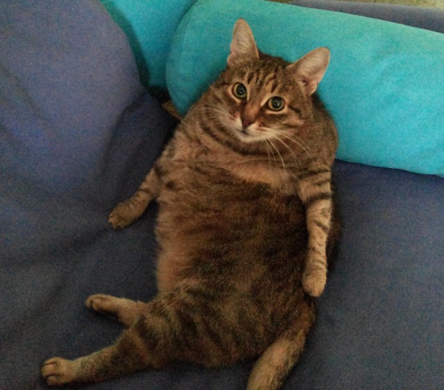 Котовторник так котовторник