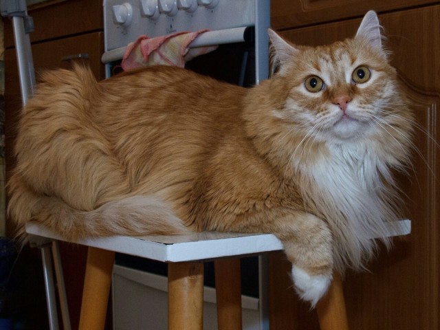Котовторник вроде.