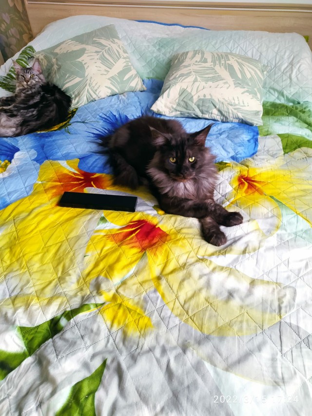 Котовторник вроде.