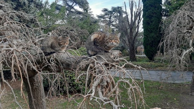 Котовторник. Немного сицилийских котов.
