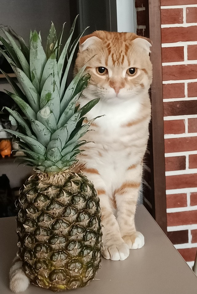Мой кот
