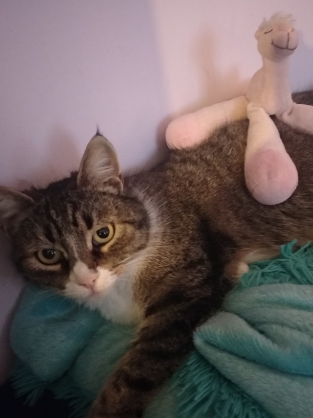 Коточетверг!