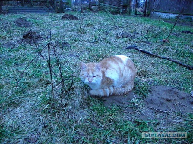 Жизнь домашнего приюта для котеек 435