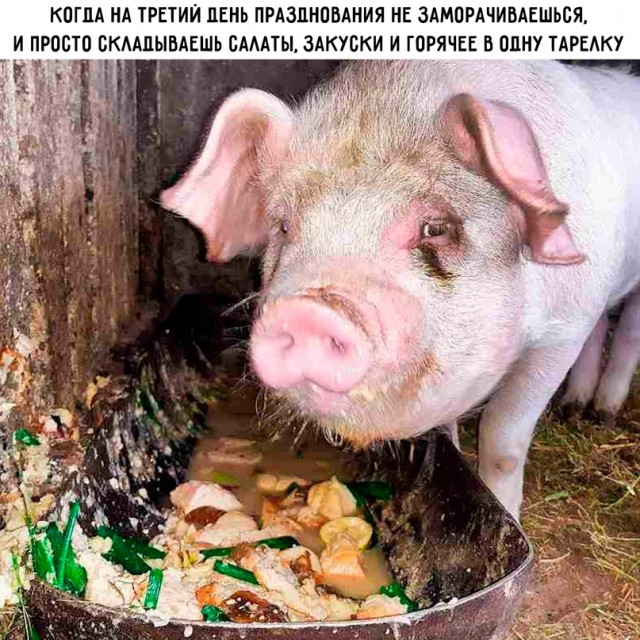 Весёлый полтишок 05.01.24