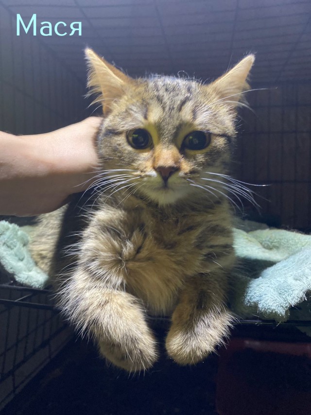 Жизнь домашнего приюта "Котоленд" 423