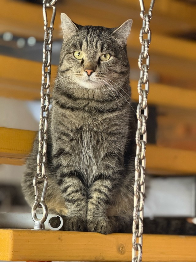 А где котики, сегодня же вторник!