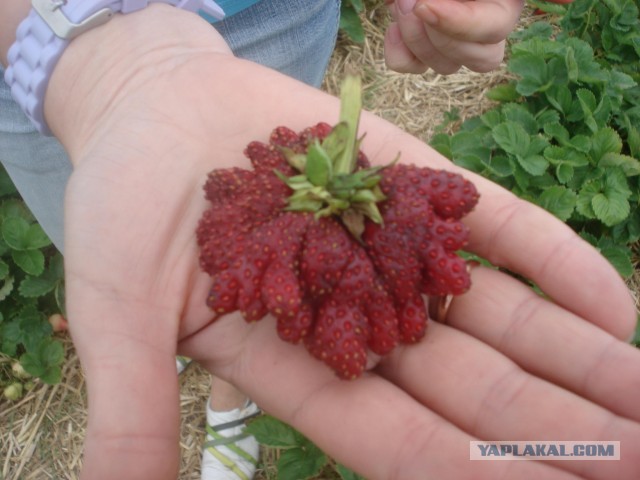 Поход за клубникой