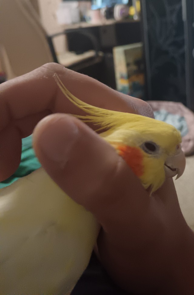 Душу гуся перед сном. Осторожно 18+