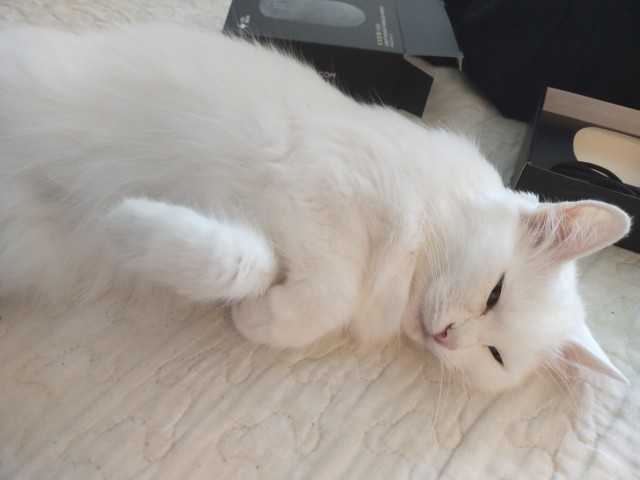 К котовторнику