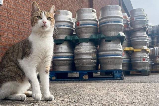 В Великобритании найден котик, который любит пиво