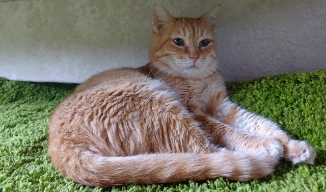 Всесильный ЯПЪ, прошу совета с ремонтом гаджета